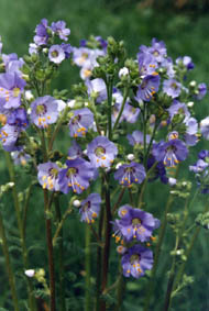 Polemonium borealis